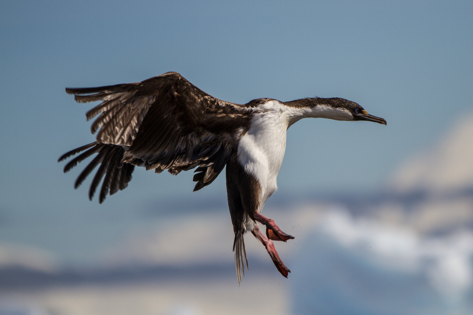 Kormoran beim Landeanflug