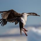 Kormoran beim Landeanflug