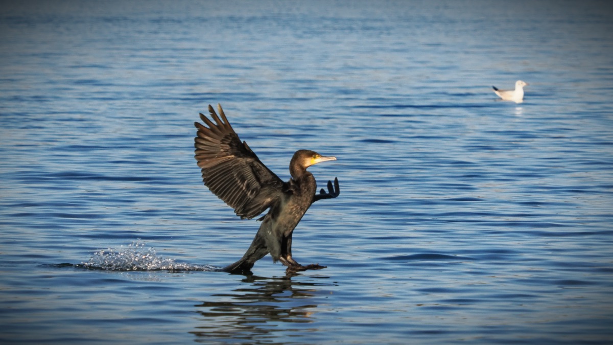 Kormoran beim Landeanflug