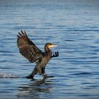 Kormoran beim Landeanflug