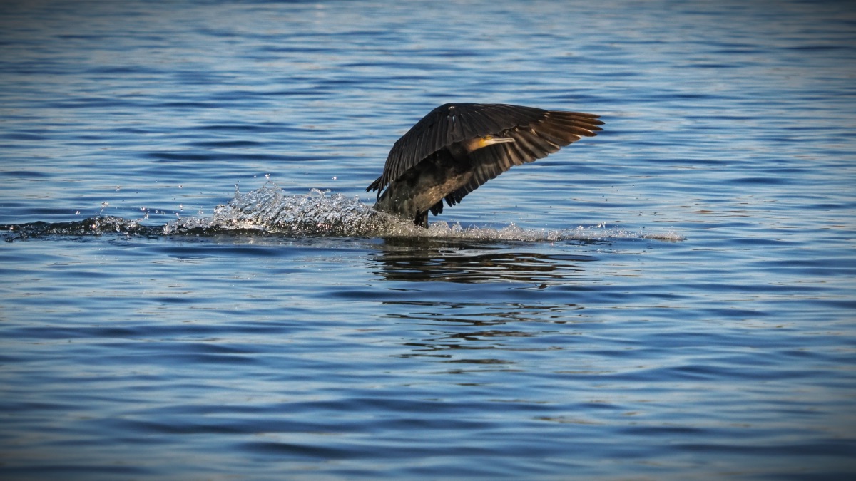 Kormoran beim Landeanflug II