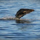 Kormoran beim Landeanflug II