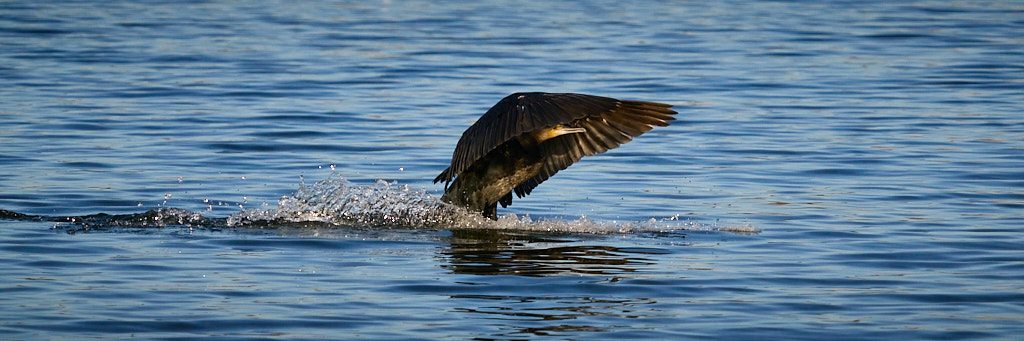 Kormoran beim Landeanflug Vers2