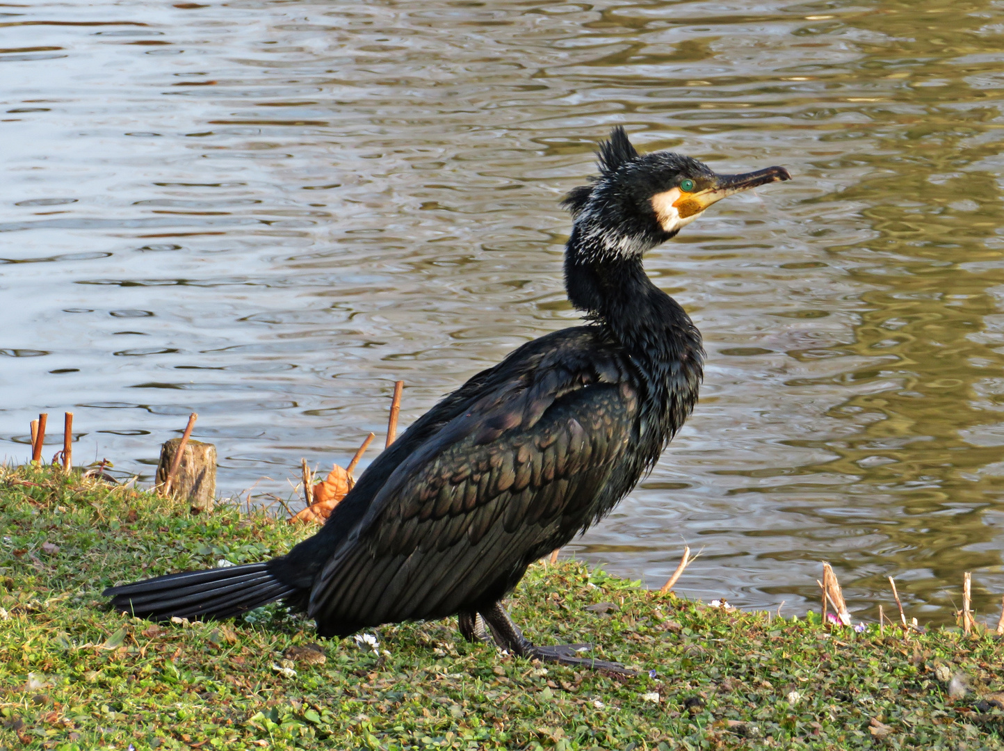 Kormoran beim Landgang