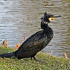 Kormoran beim Landgang