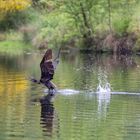 Kormoran beim lift-off