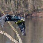 Kormoran beim Nestbau