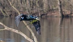 Kormoran beim Nestbau