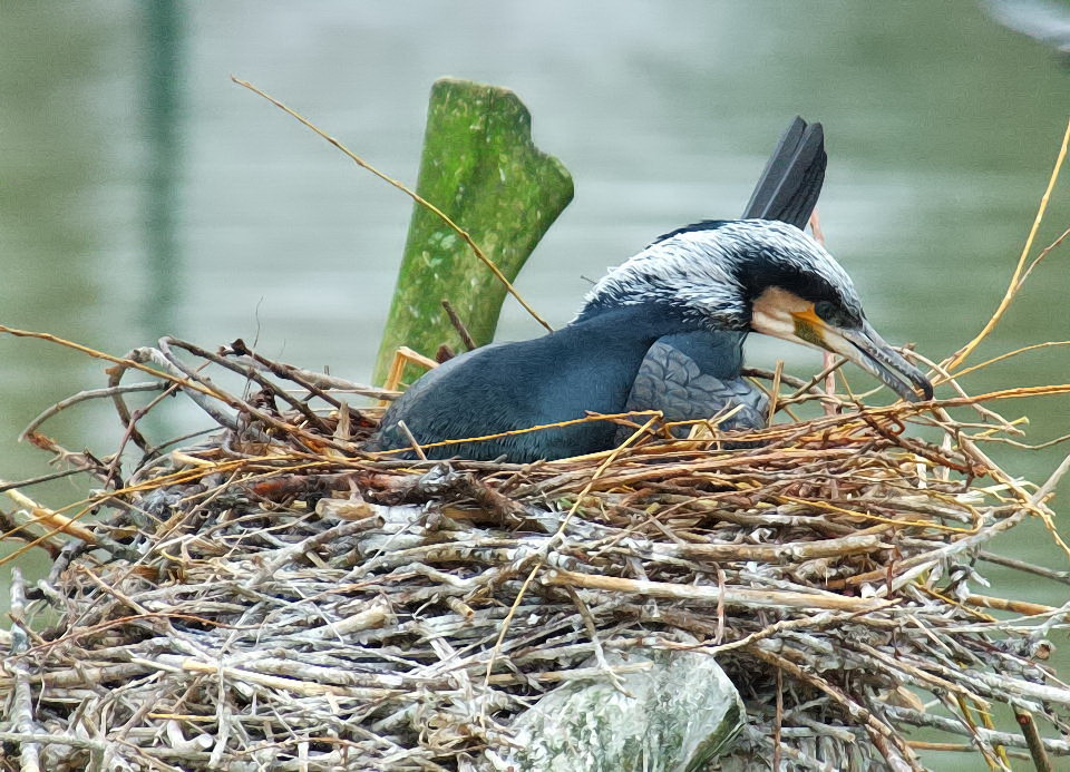 Kormoran beim Nestbau