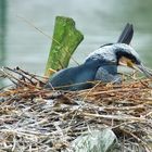 Kormoran beim Nestbau