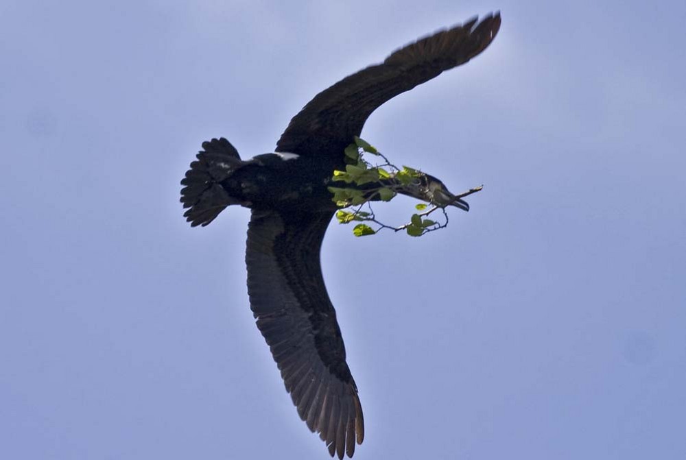 Kormoran beim Nestbau