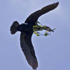 Kormoran beim Nestbau