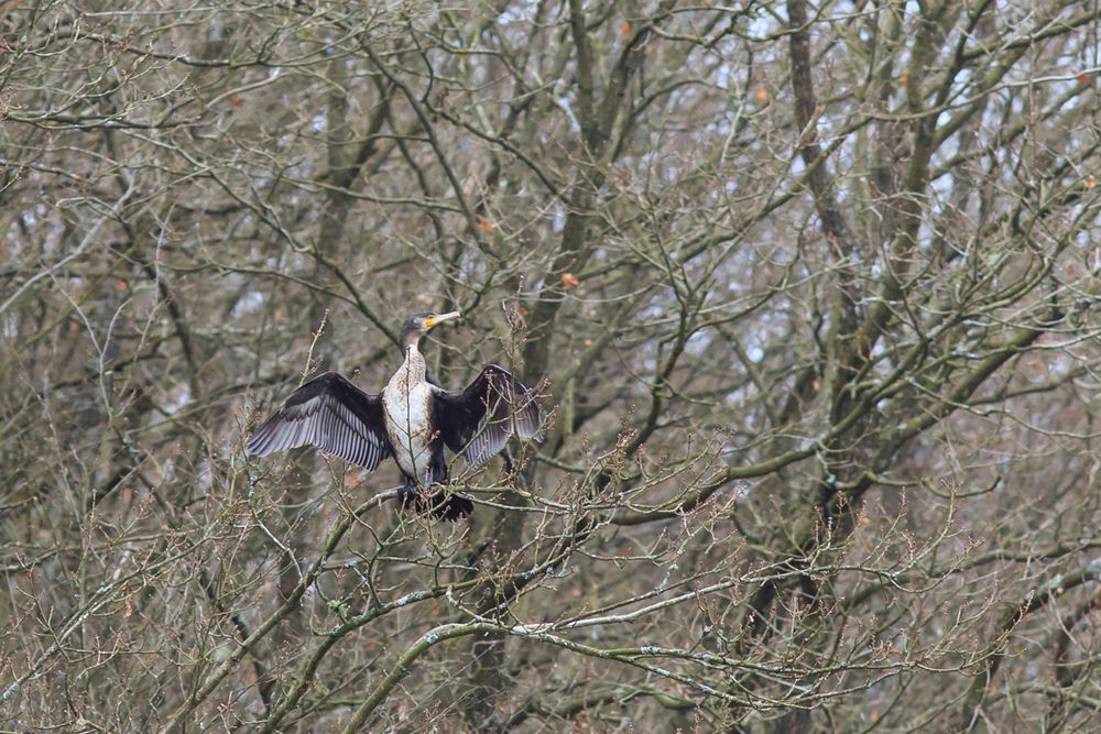 Kormoran beim Posen