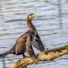 Kormoran beim Sommerbad