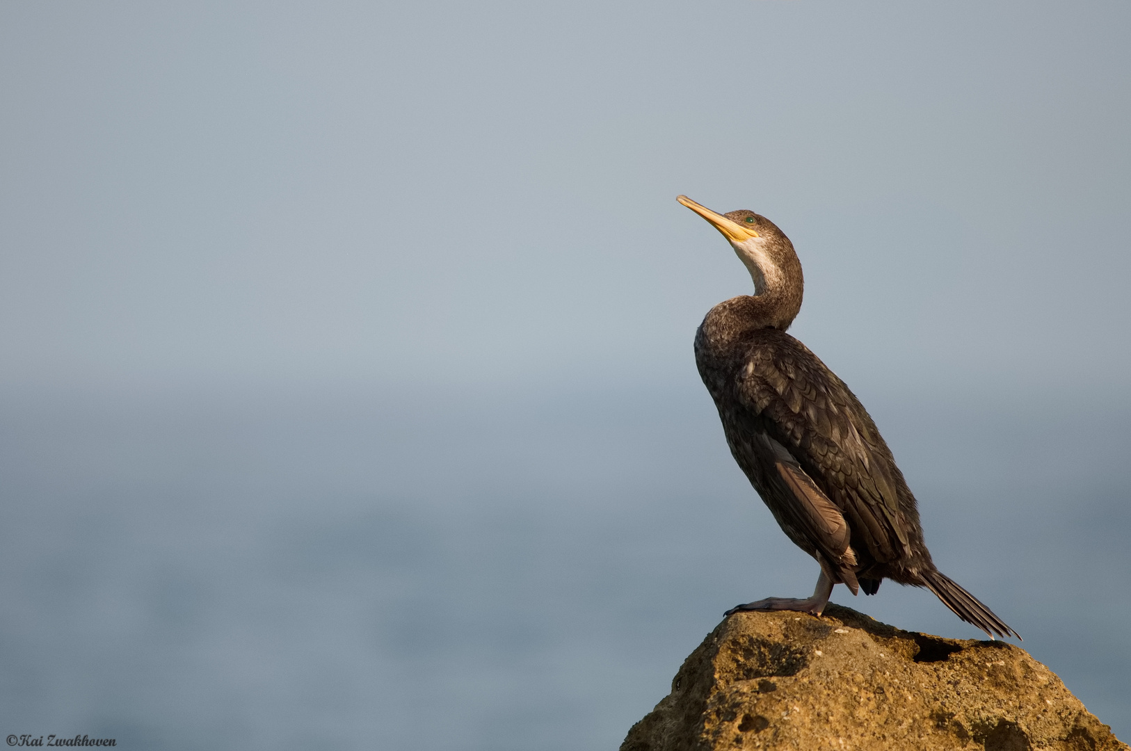 Kormoran beim Sonne tanken...