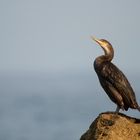 Kormoran beim Sonne tanken...