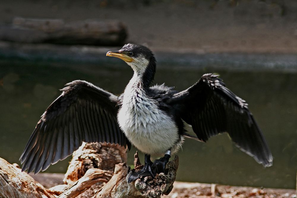 Kormoran beim Sonnen