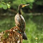 Kormoran beim Sonnen