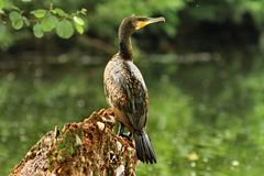 Kormoran beim Sonnen