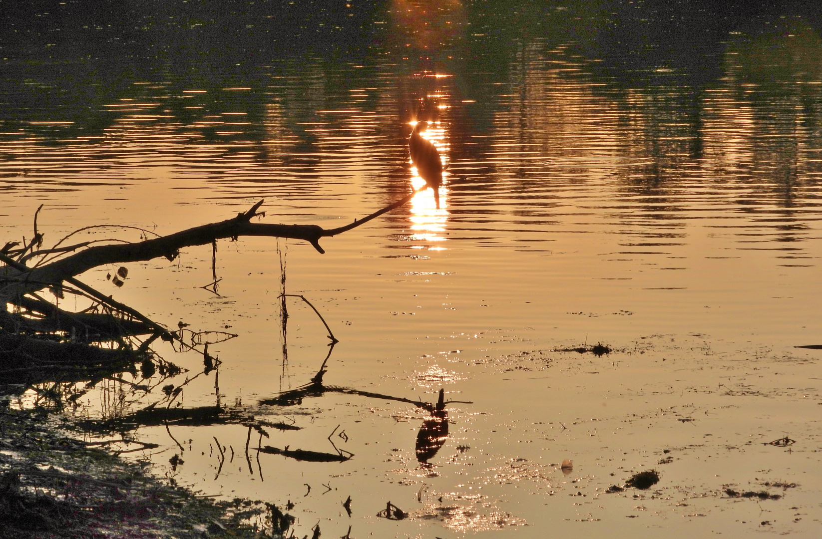 Kormoran beim Sonnenaufgang 