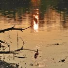 Kormoran beim Sonnenaufgang 