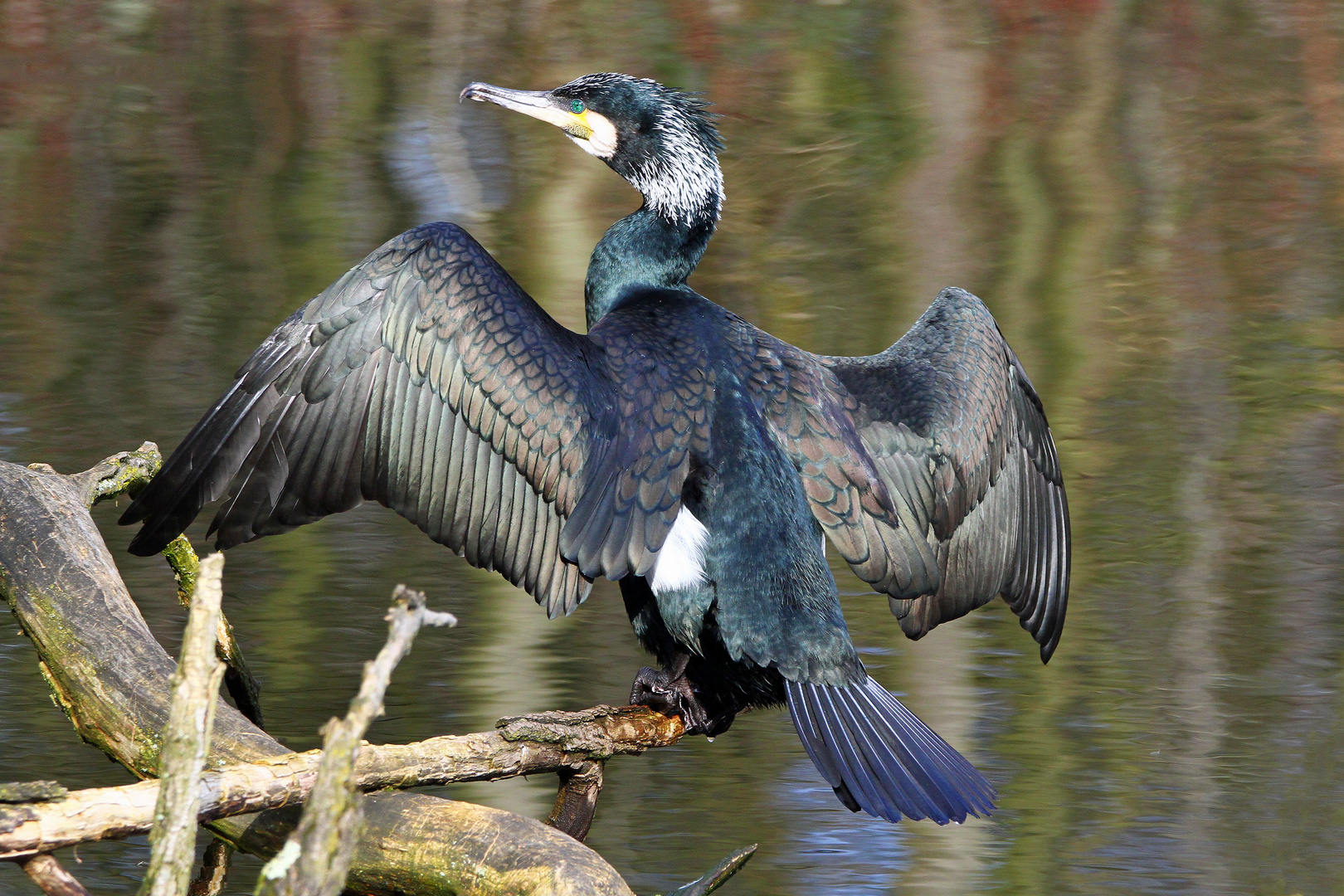 Kormoran beim Sonnenbad