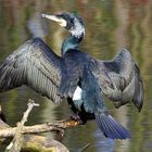 Kormoran beim Sonnenbad