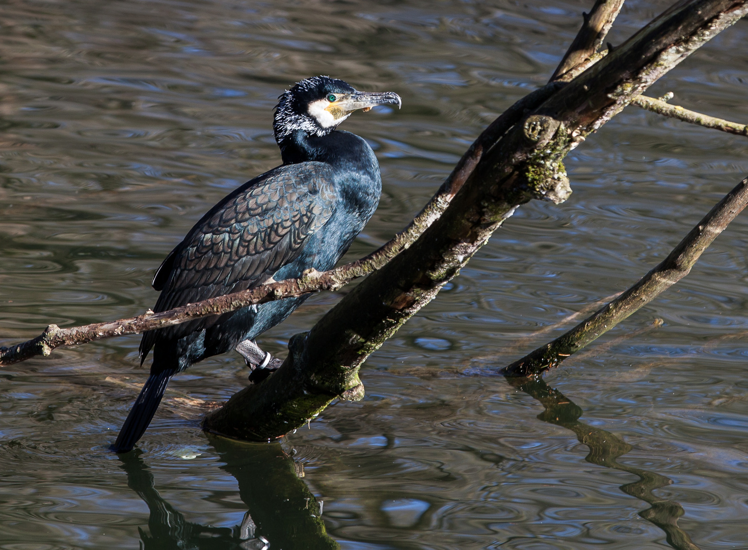 Kormoran beim Sonnenbad