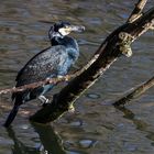 Kormoran beim Sonnenbad