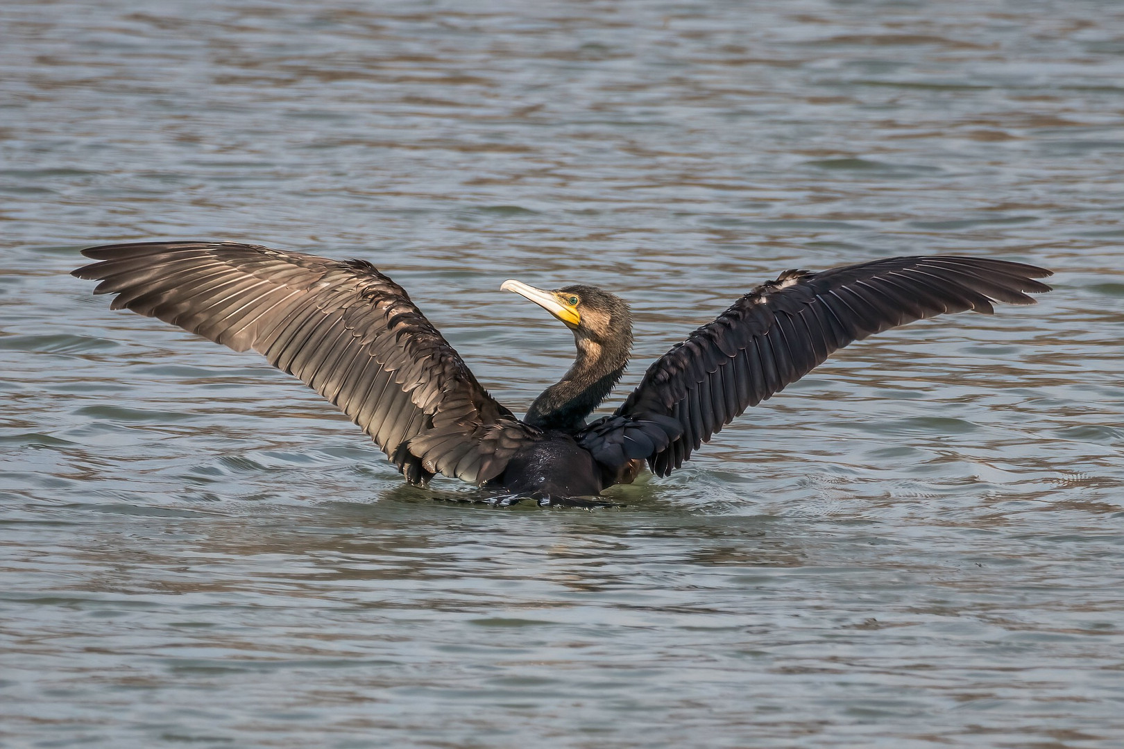 Kormoran beim Sonnenbad