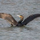 Kormoran beim Sonnenbad