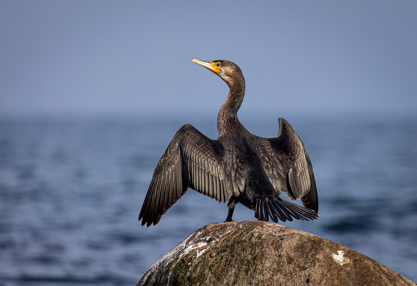 Kormoran beim Sonnenbad