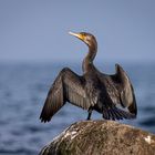 Kormoran beim Sonnenbad