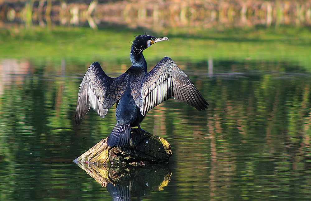 Kormoran beim Sonnenbad