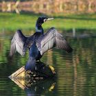 Kormoran beim Sonnenbad