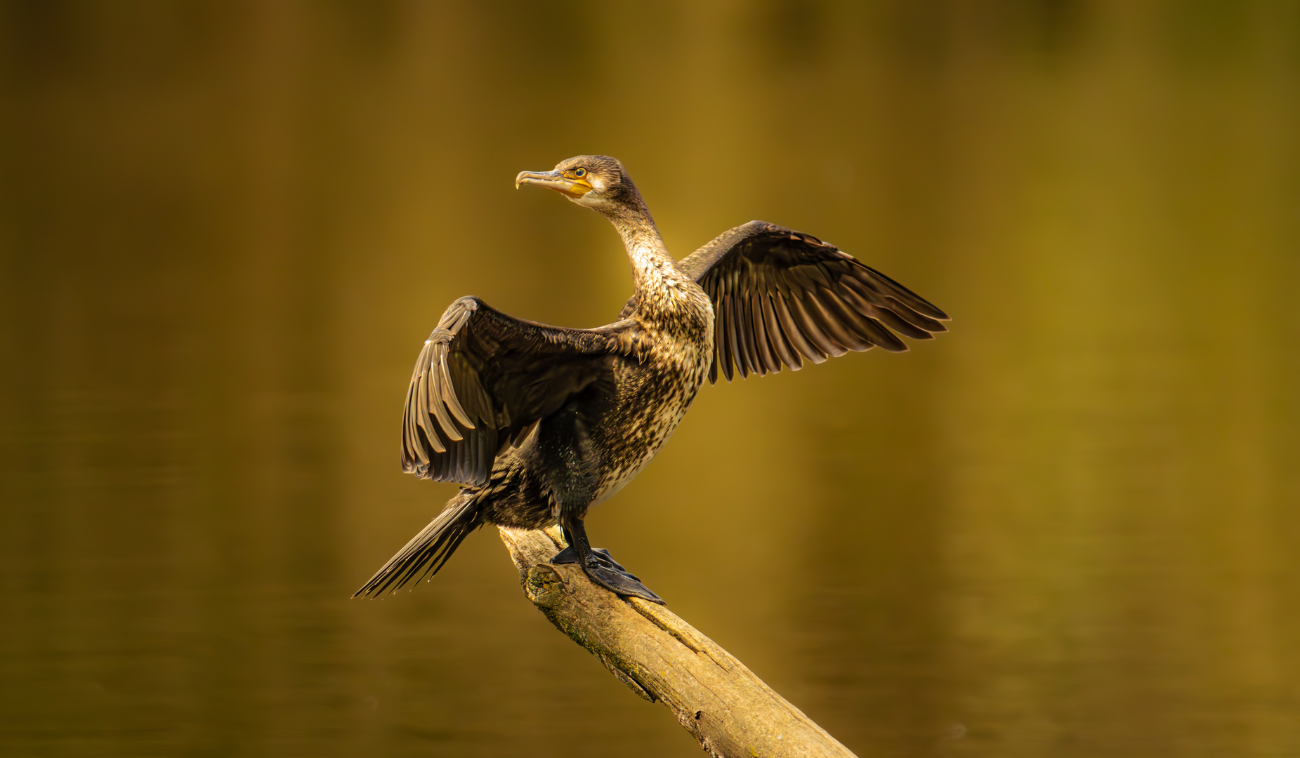 Kormoran beim Sonnenbad