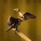 Kormoran beim Sonnenbad