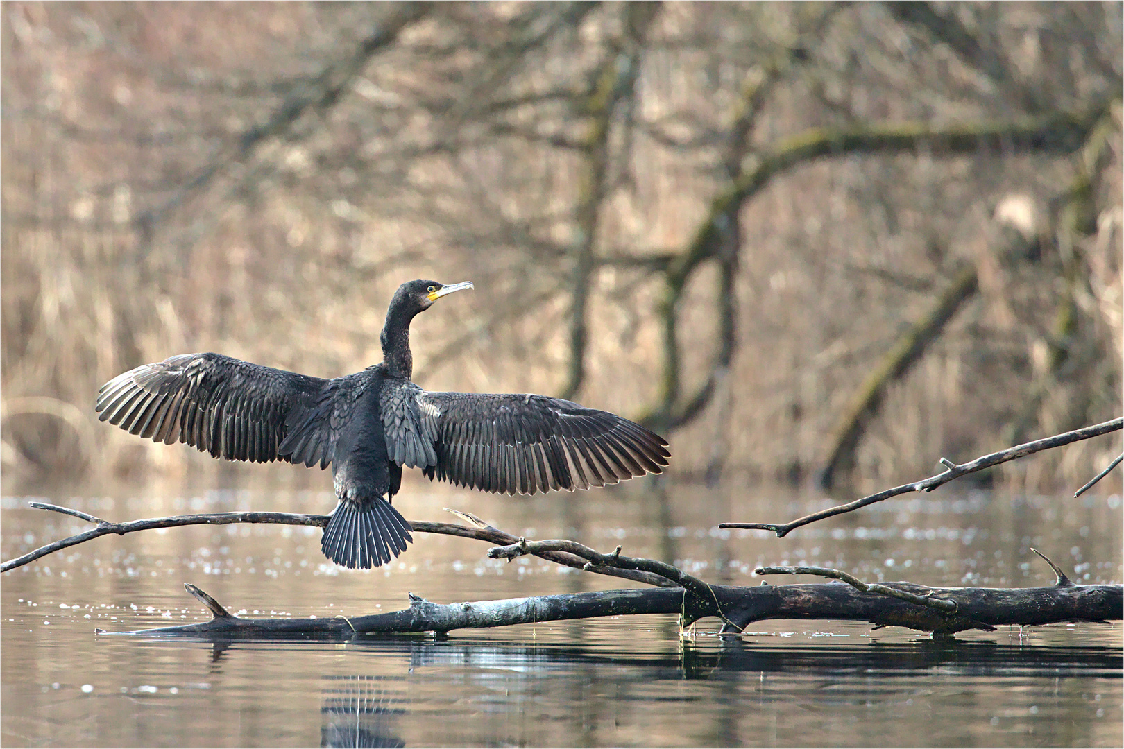 Kormoran beim Sonnenbad...