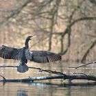 Kormoran beim Sonnenbad...