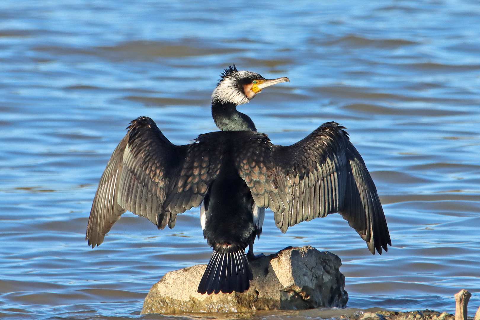 Kormoran beim Sonnenbad