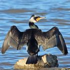 Kormoran beim Sonnenbad