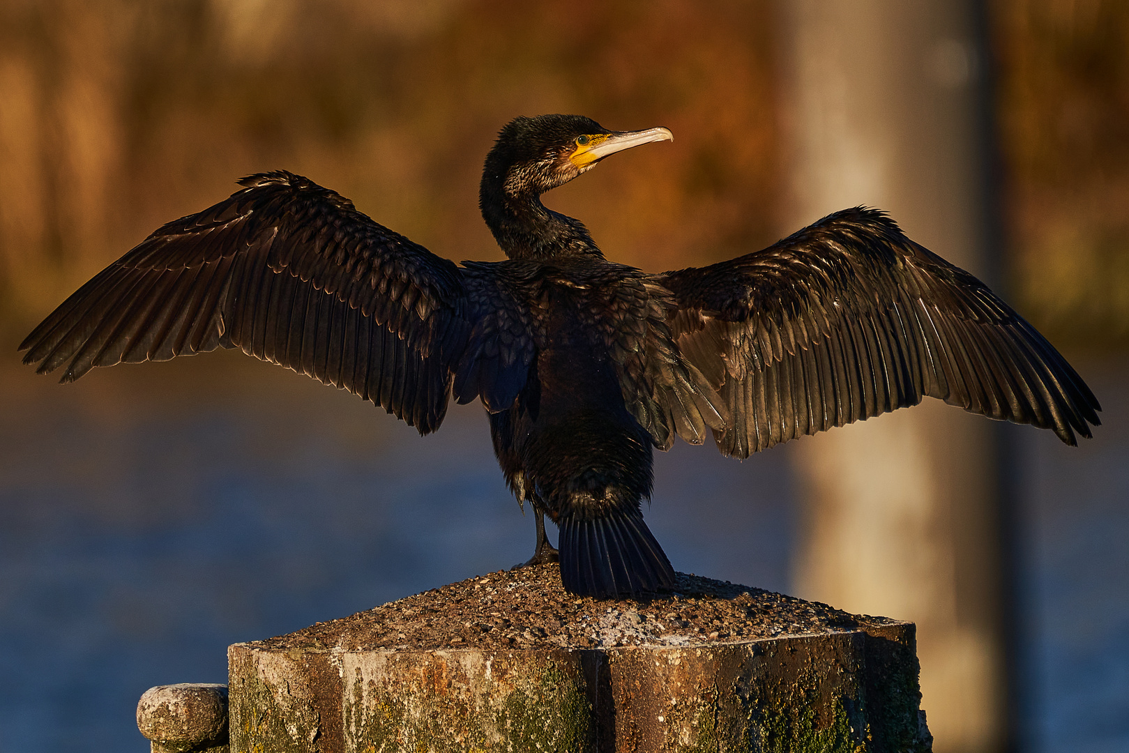 Kormoran beim Sonnenbad