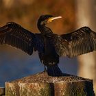 Kormoran beim Sonnenbad