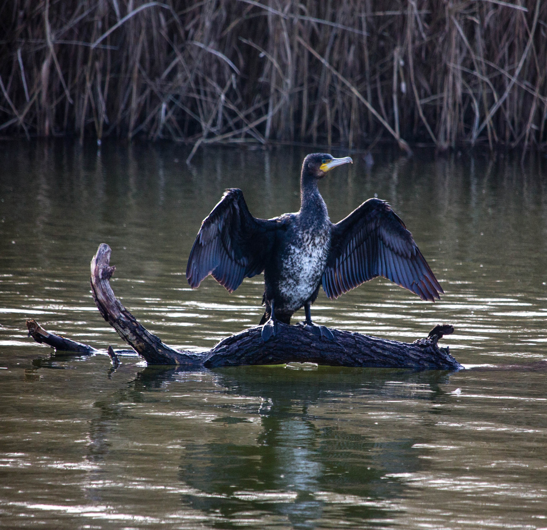 Kormoran beim Sonnenbad