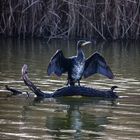 Kormoran beim Sonnenbad