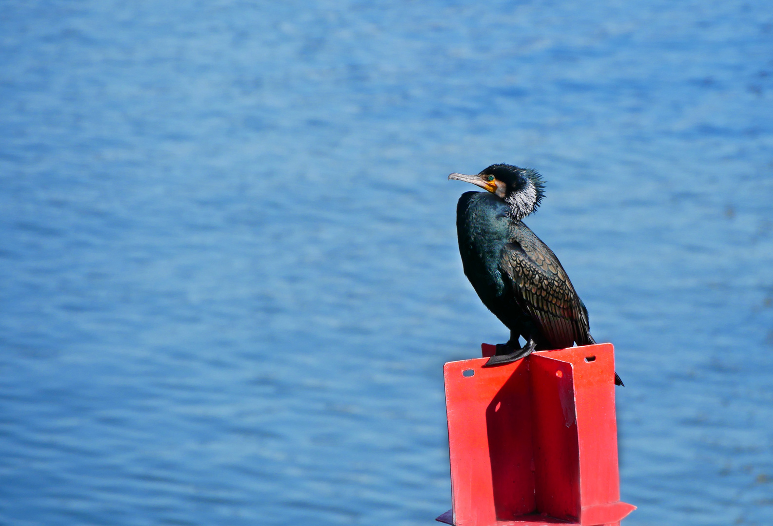 Kormoran beim Sonnenbad