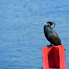 Kormoran beim Sonnenbad