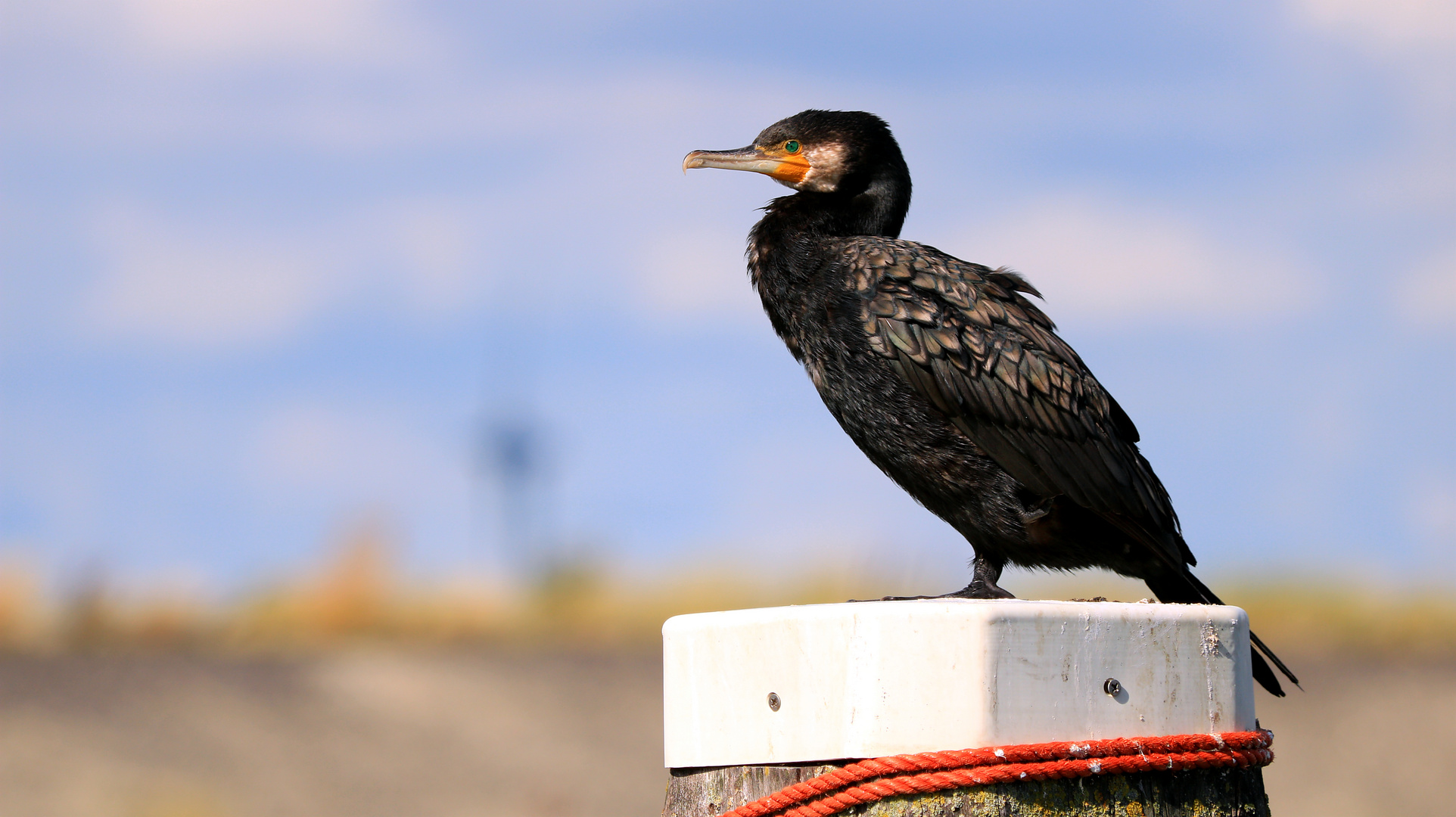 Kormoran beim Sonnenbaden