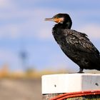 Kormoran beim Sonnenbaden