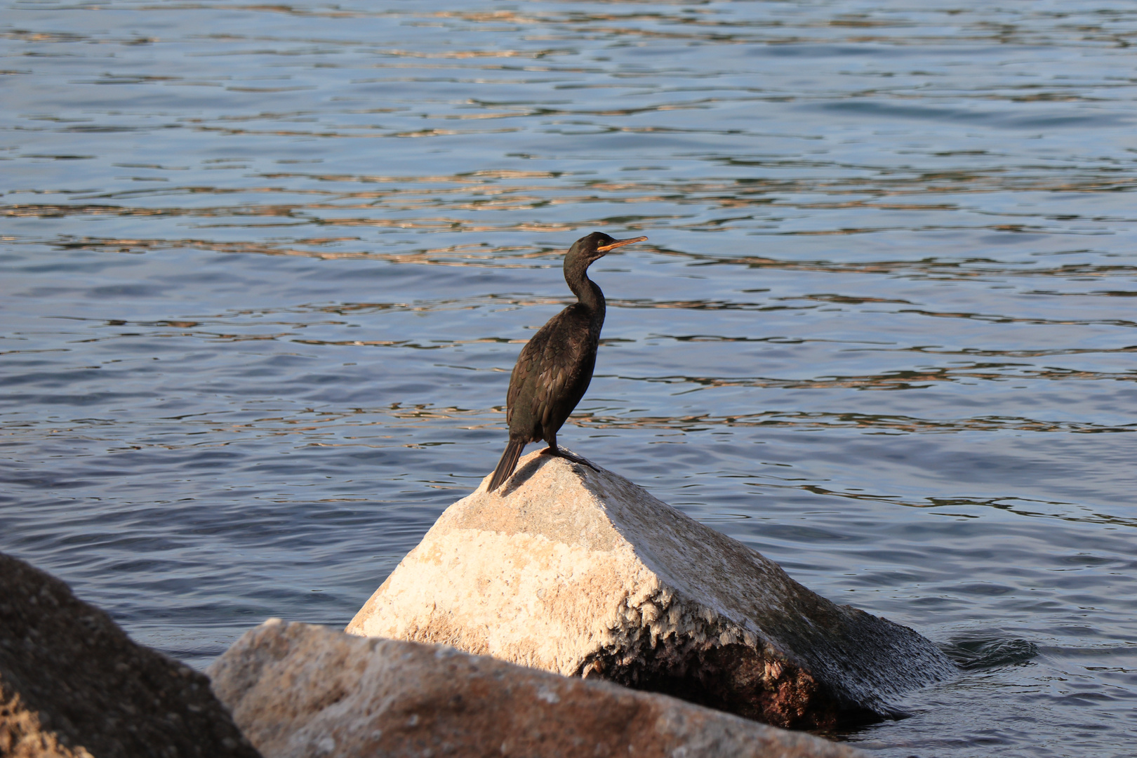 Kormoran beim Sonnenbaden